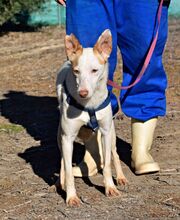 MAYA, Hund, Podenco Andaluz in Spanien - Bild 2