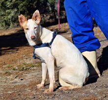 MAYA, Hund, Podenco Andaluz in Spanien - Bild 3