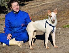 MAYA, Hund, Podenco Andaluz in Spanien - Bild 4