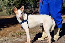 MAYA, Hund, Podenco Andaluz in Spanien - Bild 5