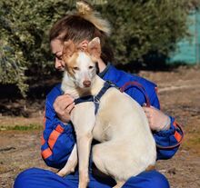 MAYA, Hund, Podenco Andaluz in Spanien - Bild 6