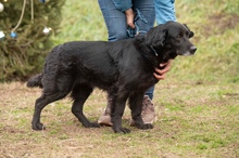 BLACKJACK, Hund, Mischlingshund in Ungarn - Bild 1