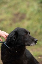 BLACKJACK, Hund, Mischlingshund in Ungarn - Bild 10