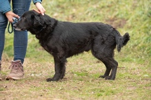 BLACKJACK, Hund, Mischlingshund in Ungarn - Bild 11