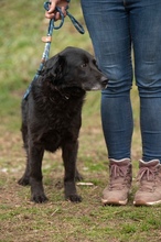 BLACKJACK, Hund, Mischlingshund in Ungarn - Bild 13