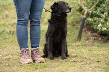 BLACKJACK, Hund, Mischlingshund in Ungarn - Bild 14