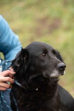 BLACKJACK, Hund, Mischlingshund in Ungarn - Bild 15