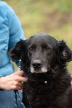 BLACKJACK, Hund, Mischlingshund in Ungarn - Bild 16