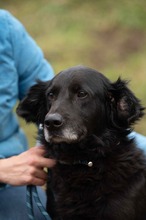 BLACKJACK, Hund, Mischlingshund in Ungarn - Bild 17