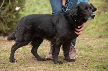 BLACKJACK, Hund, Mischlingshund in Ungarn - Bild 7