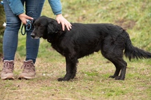 BLACKJACK, Hund, Mischlingshund in Ungarn - Bild 8