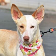 TUSLA, Hund, Podenco Andaluz in Spanien - Bild 1