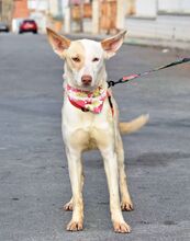 TUSLA, Hund, Podenco Andaluz in Spanien - Bild 2