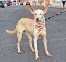 TUSLA, Hund, Podenco Andaluz in Spanien - Bild 3