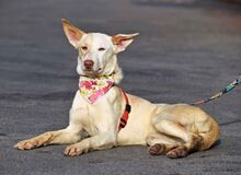 TUSLA, Hund, Podenco Andaluz in Spanien - Bild 4