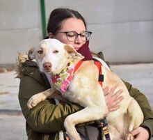 TUSLA, Hund, Podenco Andaluz in Spanien - Bild 5