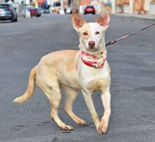 TUSLA, Hund, Podenco Andaluz in Spanien - Bild 6