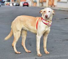 TUSLA, Hund, Podenco Andaluz in Spanien - Bild 7