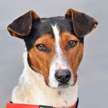 GOKU, Hund, Bodeguero Andaluz in Spanien - Bild 1