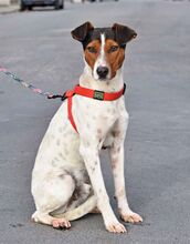 GOKU, Hund, Bodeguero Andaluz in Spanien - Bild 2