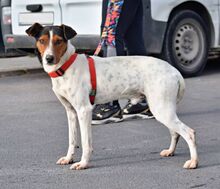 GOKU, Hund, Bodeguero Andaluz in Spanien - Bild 3