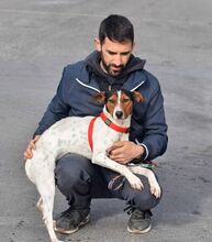 GOKU, Hund, Bodeguero Andaluz in Spanien - Bild 4