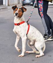 GOKU, Hund, Bodeguero Andaluz in Spanien - Bild 5