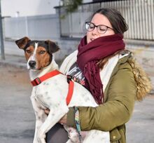 GOKU, Hund, Bodeguero Andaluz in Spanien - Bild 6