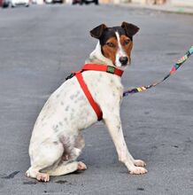 GOKU, Hund, Bodeguero Andaluz in Spanien - Bild 7