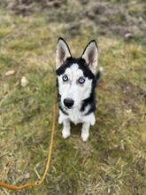 EMA, Hund, Mischlingshund in Slowakische Republik - Bild 1