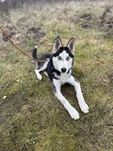 EMA, Hund, Mischlingshund in Slowakische Republik - Bild 3