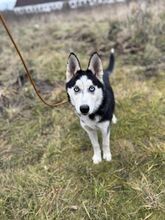 EMA, Hund, Mischlingshund in Slowakische Republik - Bild 4