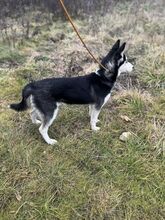 EMA, Hund, Mischlingshund in Slowakische Republik - Bild 7