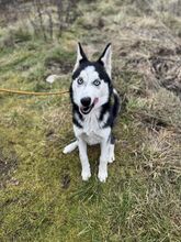 EMA, Hund, Mischlingshund in Slowakische Republik - Bild 8