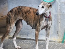 MONA2, Hund, Galgo Español in Spanien - Bild 10