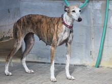 MONA2, Hund, Galgo Español in Spanien - Bild 11