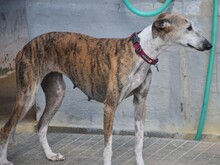 MONA2, Hund, Galgo Español in Spanien - Bild 12