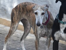 MONA2, Hund, Galgo Español in Spanien - Bild 14