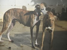 MONA2, Hund, Galgo Español in Spanien - Bild 15