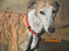 MONA2, Hund, Galgo Español in Spanien - Bild 18