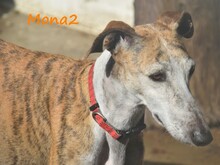 MONA2, Hund, Galgo Español in Spanien - Bild 19