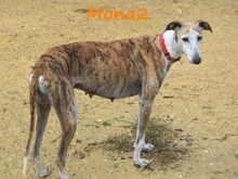 MONA2, Hund, Galgo Español in Spanien - Bild 2