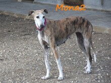 MONA2, Hund, Galgo Español in Spanien - Bild 20