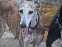 MONA2, Hund, Galgo Español in Spanien - Bild 21