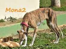 MONA2, Hund, Galgo Español in Spanien - Bild 22