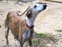 MONA2, Hund, Galgo Español in Spanien - Bild 3