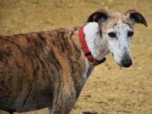 MONA2, Hund, Galgo Español in Spanien - Bild 4