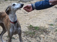 MONA2, Hund, Galgo Español in Spanien - Bild 5