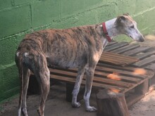 MONA2, Hund, Galgo Español in Spanien - Bild 7