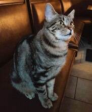 KSUSHA, Katze, Europäisch Kurzhaar in Wipperfürth